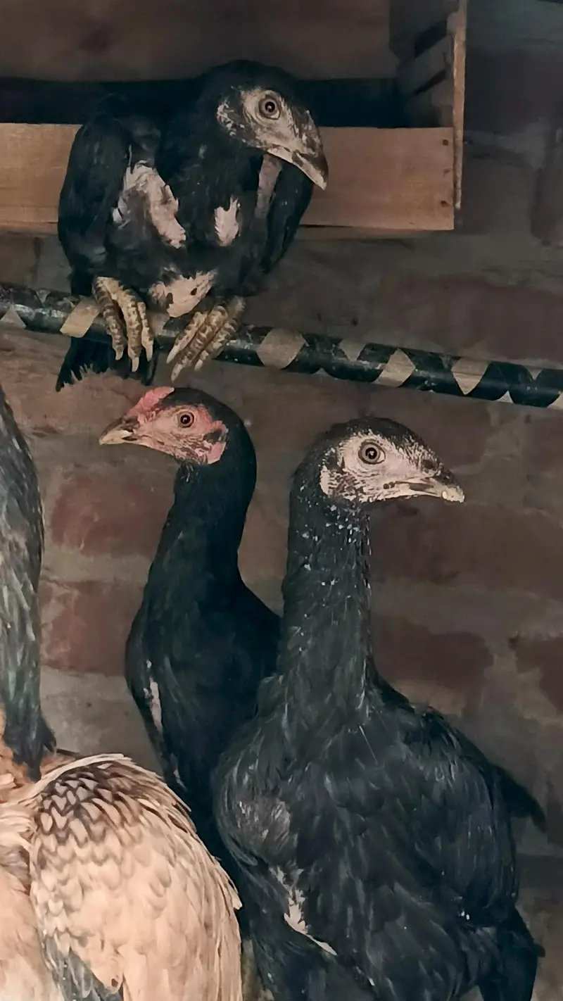 Aseel Hen with 3 Chicks – 2 Female, 1 Male — photo 3