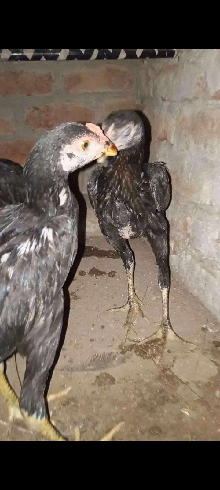 Aseel Hen with 3 Chicks – 2 Female, 1 Male — photo 5