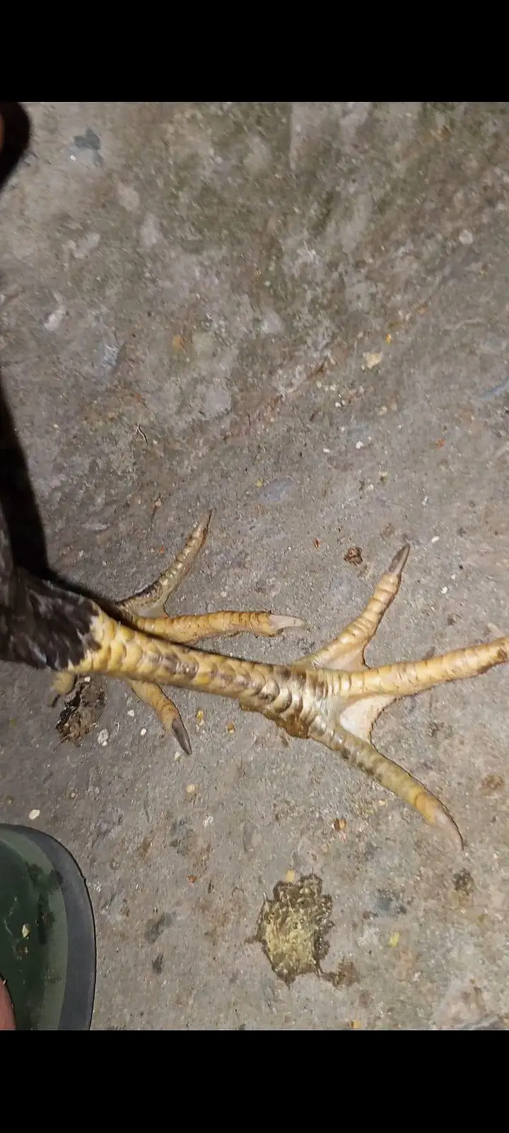 Aseel Hen with 3 Chicks – 2 Female, 1 Male — photo 6