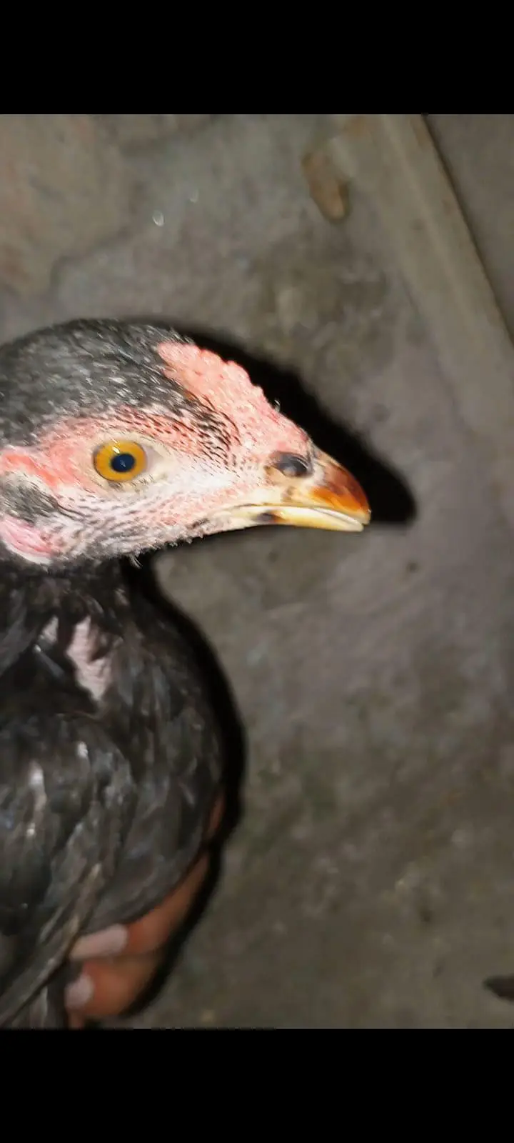 Aseel Hen with 3 Chicks – 2 Female, 1 Male — photo 7