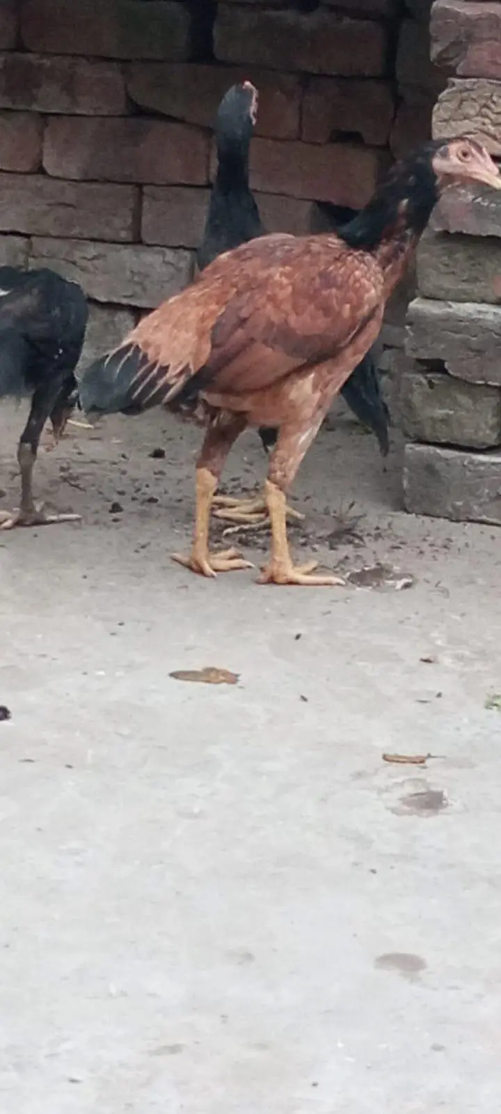 Aseel Hen with 3 Chicks – 2 Female, 1 Male — photo 8