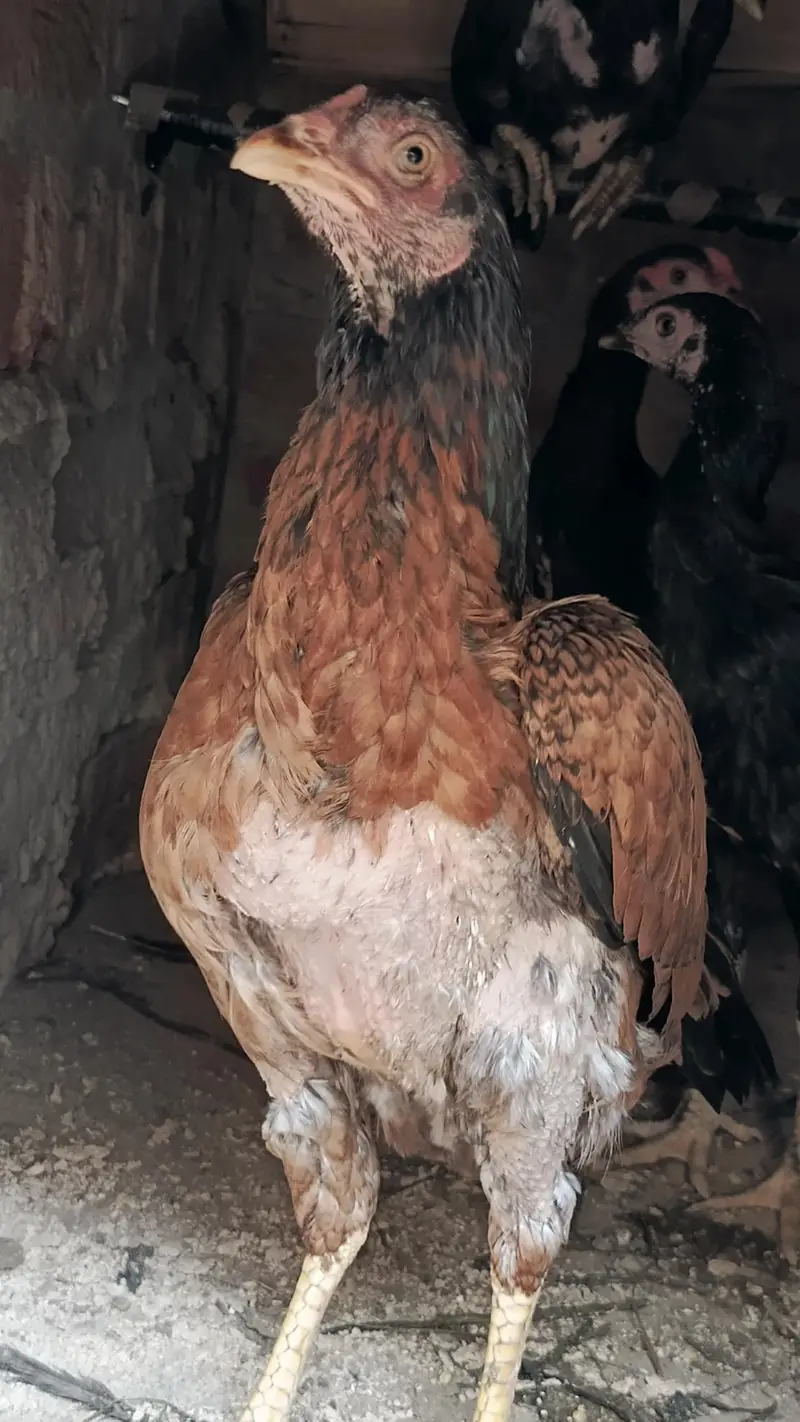 Aseel Hen with 3 Chicks – 2 Female, 1 Male — photo 9