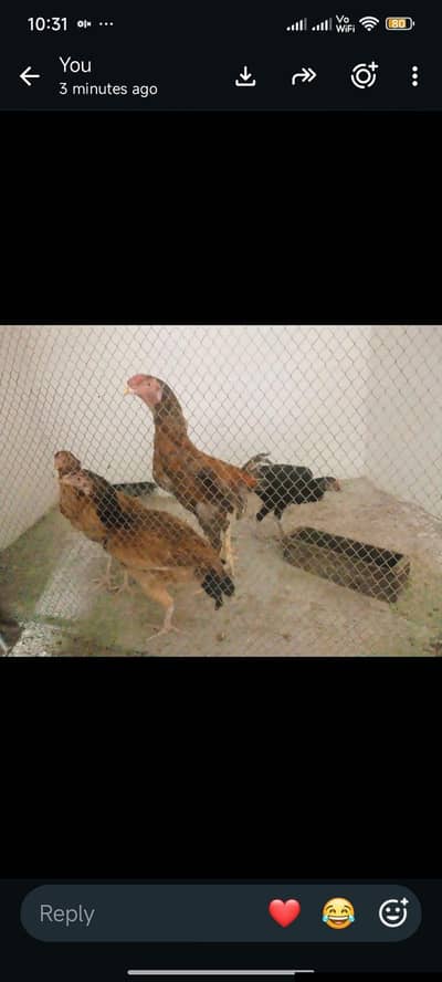 Aseel Pair 308 4589169