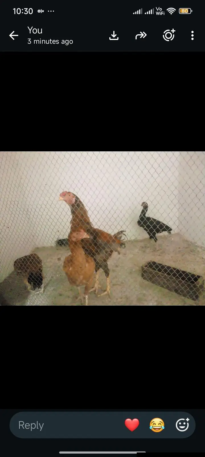 Aseel Pair 308 4589169 — photo 3