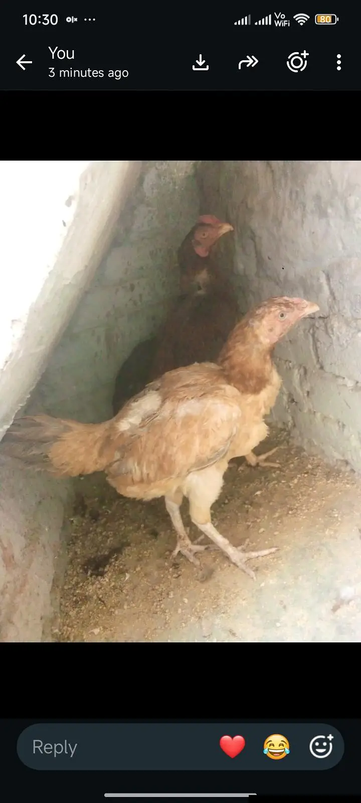 Aseel Pair 308 4589169 — photo 7