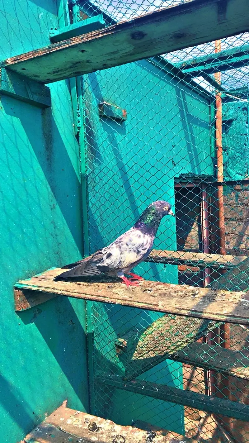 Insaan taddy kabutari — photo 3