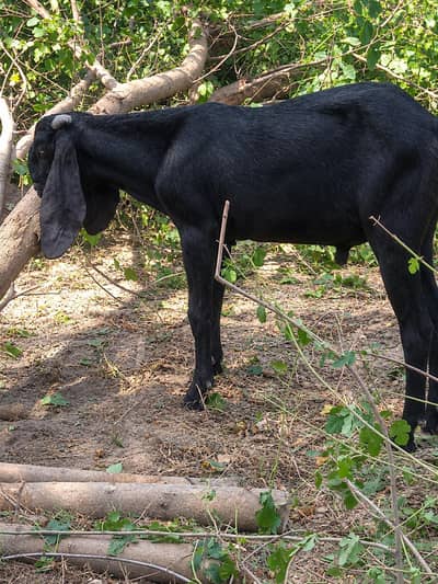 Bakra for sale