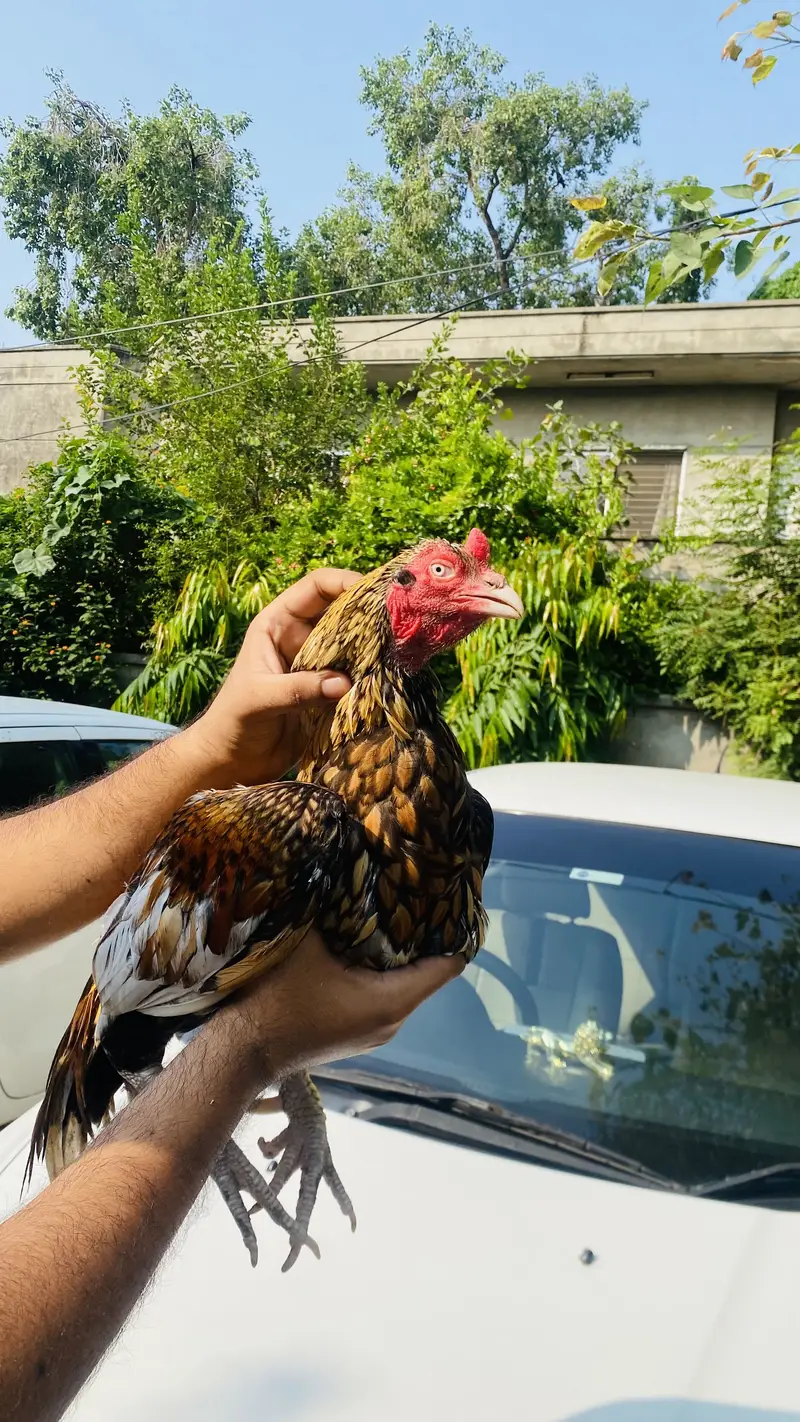 Pure Mianwali shajrah Aseel — photo 2