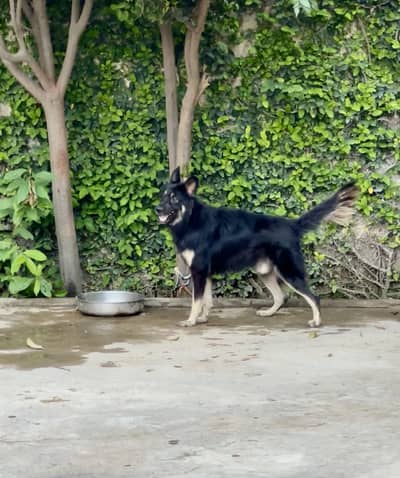 Black Shepherd Long coat