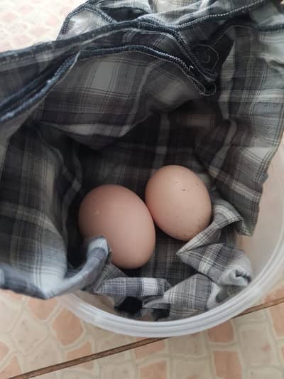 Fertile eggs Aseel hens