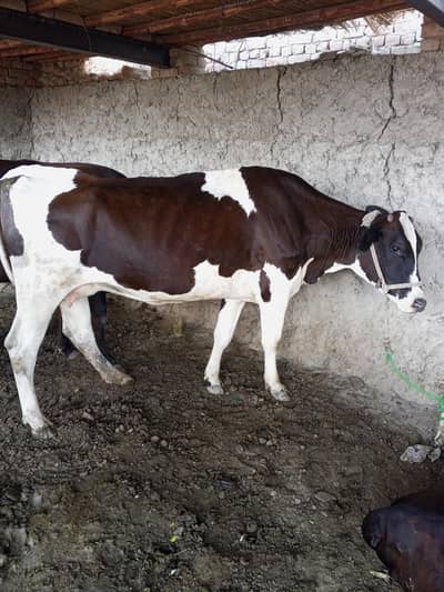 dod 8 liter 15 din ki Cross