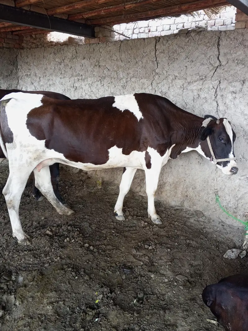 dod 8 liter 15 din ki Cross