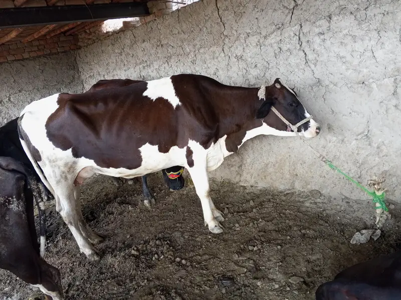 dod 8 liter 15 din ki Cross — photo 2