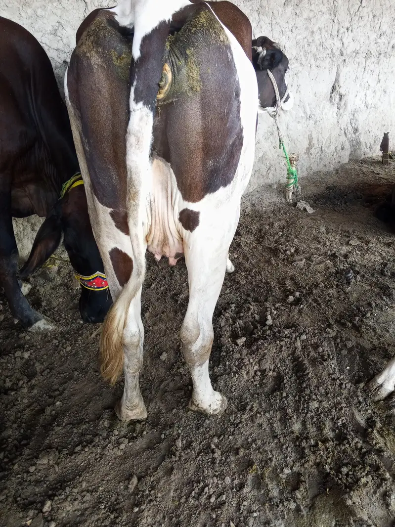 dod 8 liter 15 din ki Cross — photo 3
