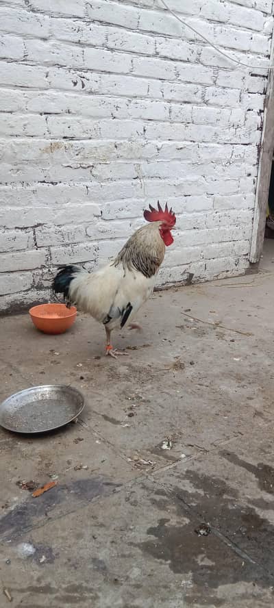 light Sussex Male healthy an active