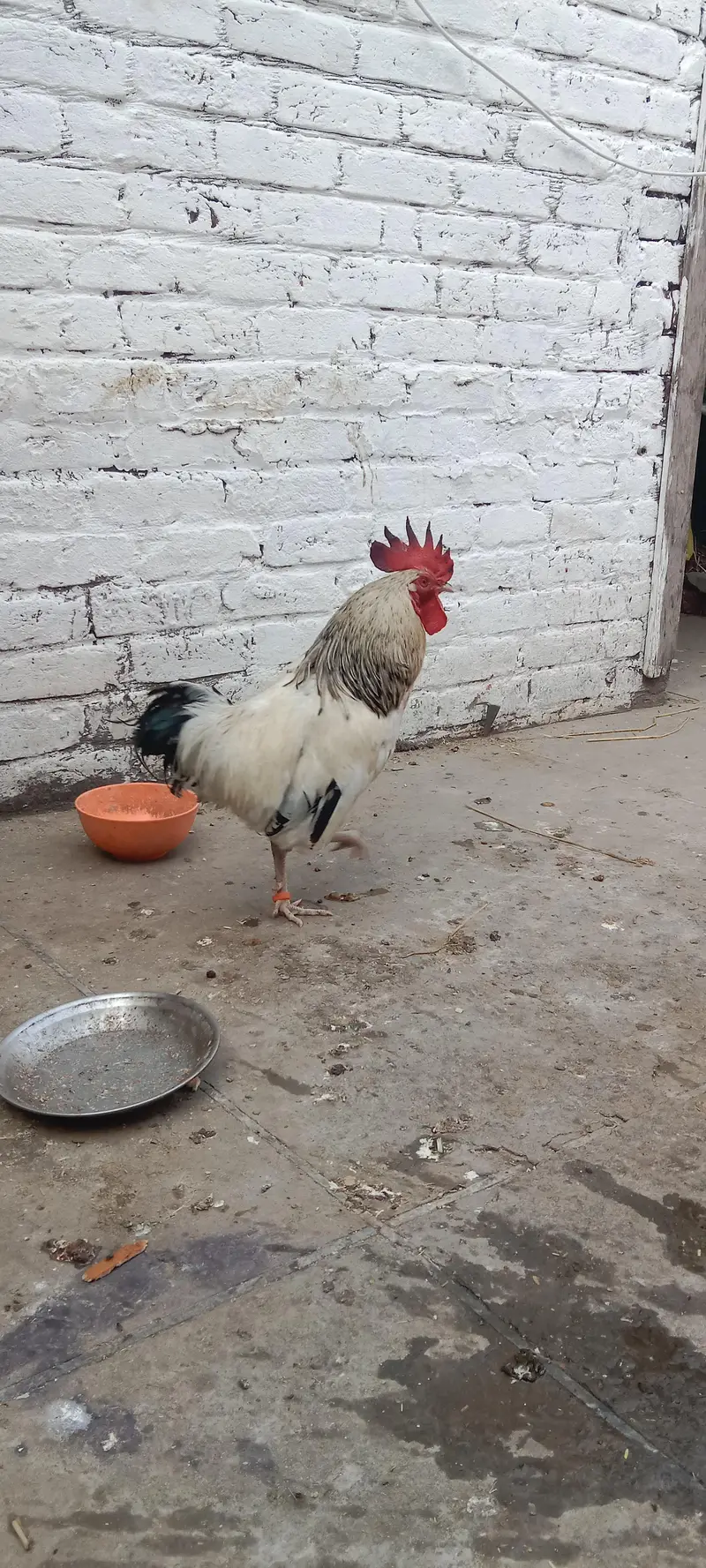 light Sussex Male healthy an active