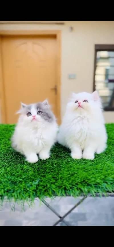 Persian cats My WhatsApp 03194866020 /_#@%©®^π√
