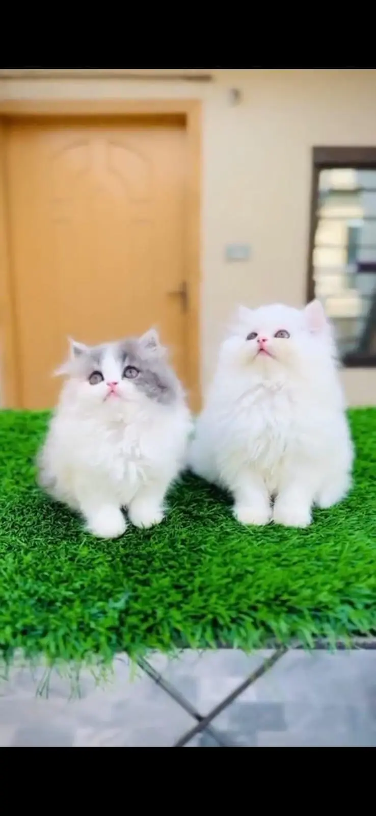 Persian cats My WhatsApp 03194866020 /_#@%©®^π√