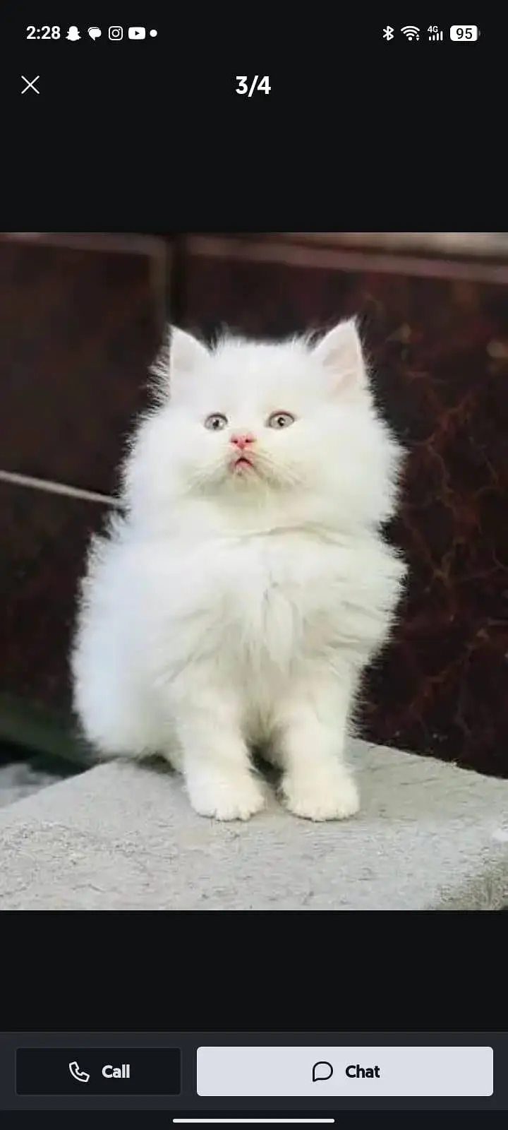 Persian cats My WhatsApp 03194866020 /_#@%©®^π√ — photo 2