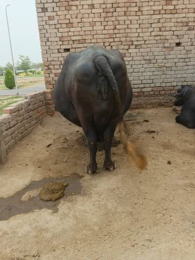 Pure Neeli Ravi Buffalo | Pregnant Buffalo _ Ghaban Bhains