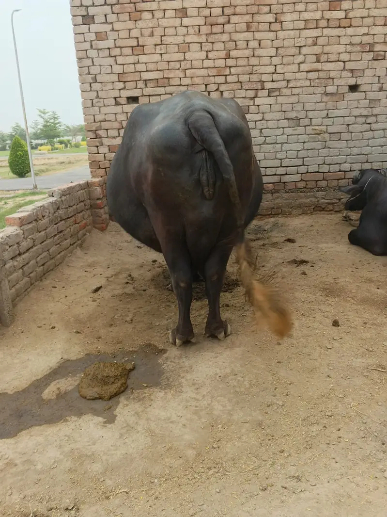 Pure Neeli Ravi Buffalo | Pregnant Buffalo _ Ghaban Bhains
