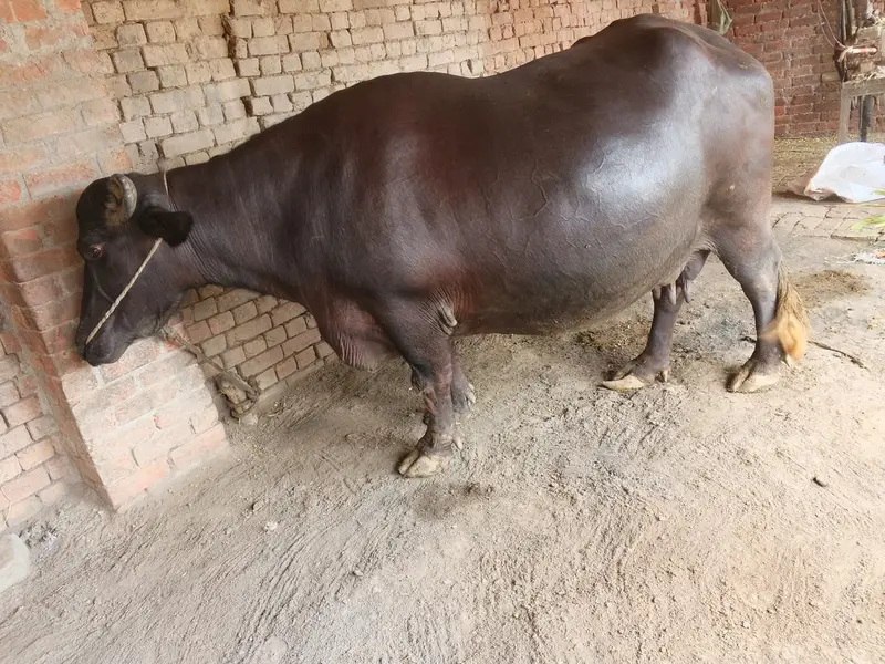 Pure Neeli Ravi Buffalo | Pregnant Buffalo _ Ghaban Bhains — photo 2