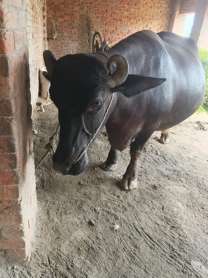 Pure Neeli Ravi Buffalo | Pregnant Buffalo _ Ghaban Bhains — photo 3