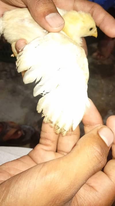 aseel Heera chiks