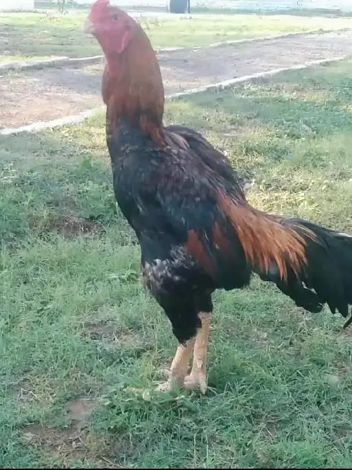 Aseel Shamo male