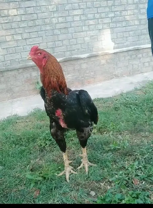 Aseel Shamo male — photo 3