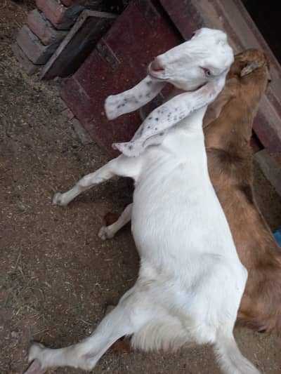 Quality Breeder & Goats Available – available for sale