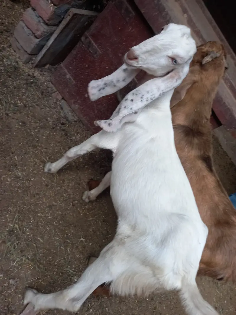 Quality Breeder & Goats Available – available for sale