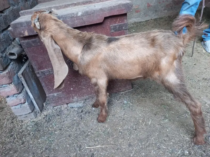 Quality Breeder & Goats Available – available for sale — photo 2