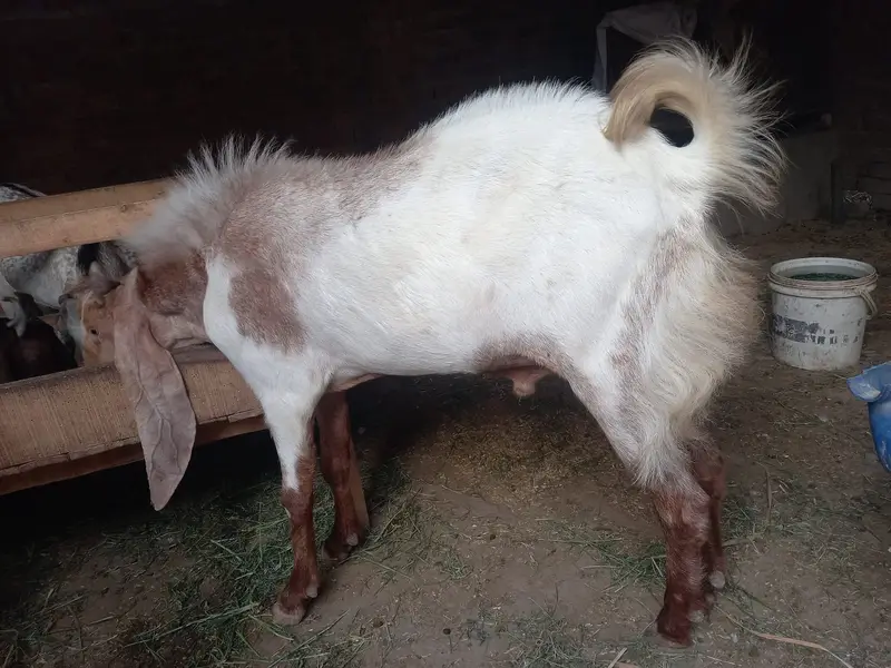 Quality Breeder & Goats Available – available for sale — photo 3