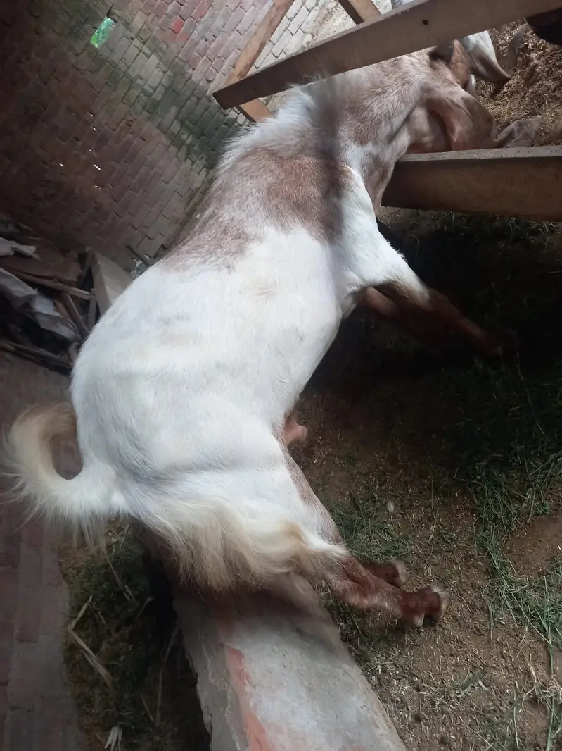 Quality Breeder & Goats Available – available for sale — photo 4