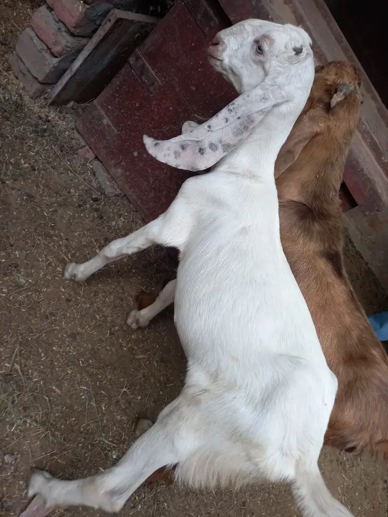 Quality Breeder & Goats Available – available for sale — photo 5
