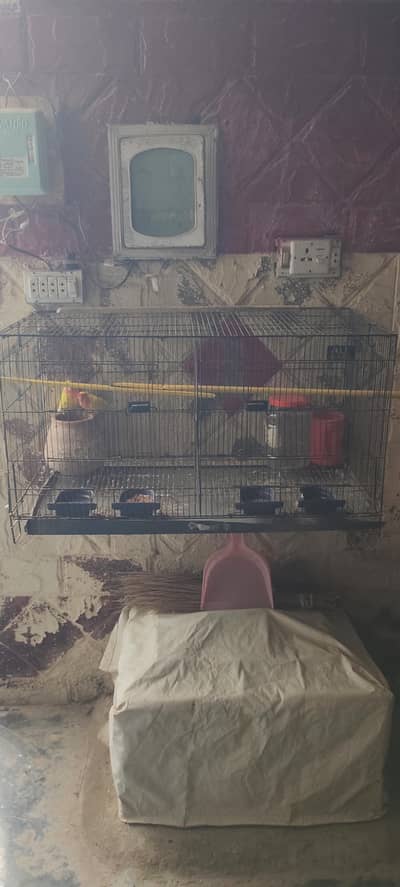 beautiful pair with a smart cage