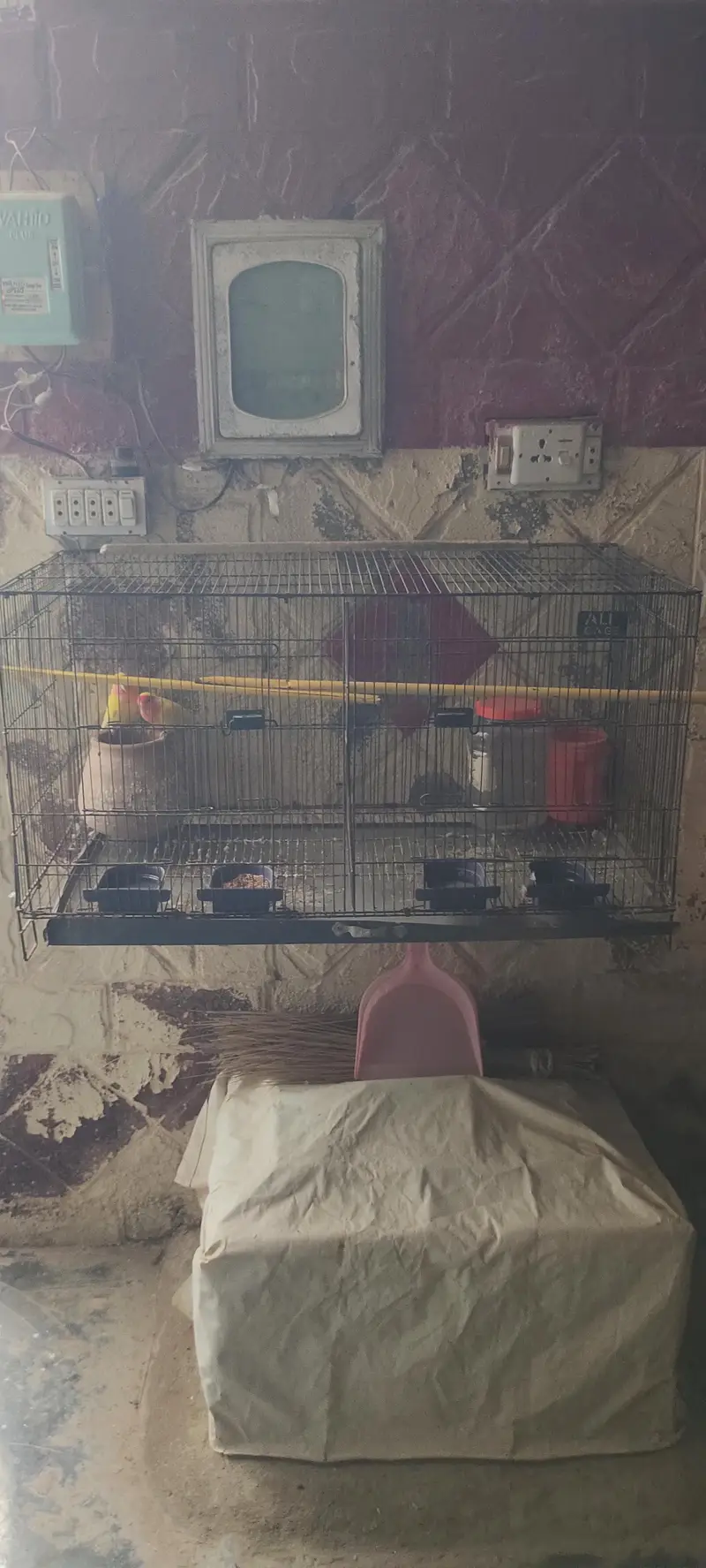 beautiful pair with a smart cage