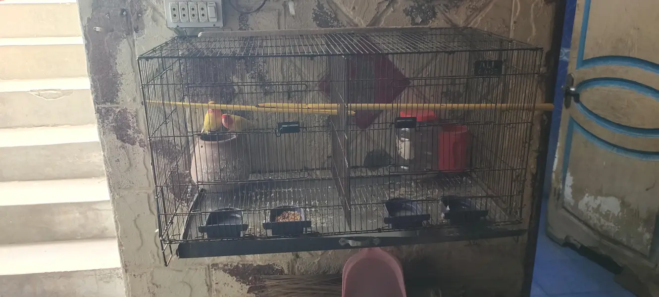 beautiful pair with a smart cage — photo 2
