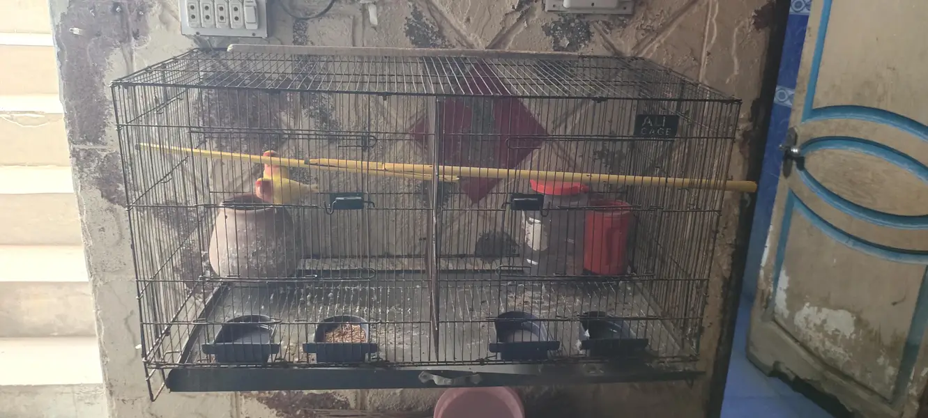 beautiful pair with a smart cage — photo 3