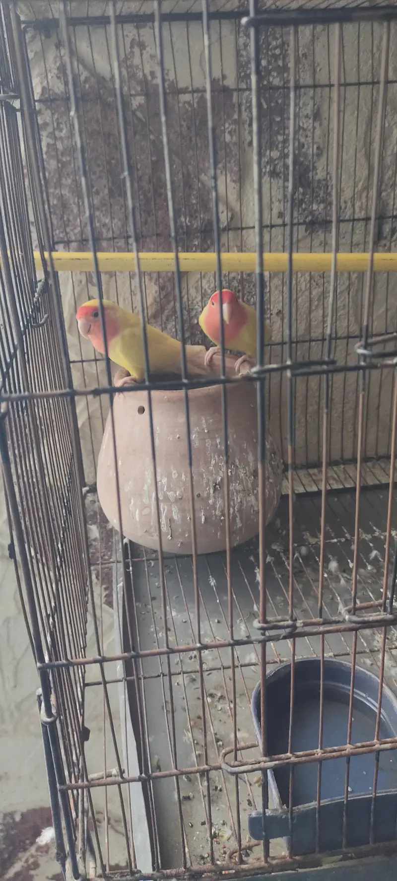 beautiful pair with a smart cage — photo 4