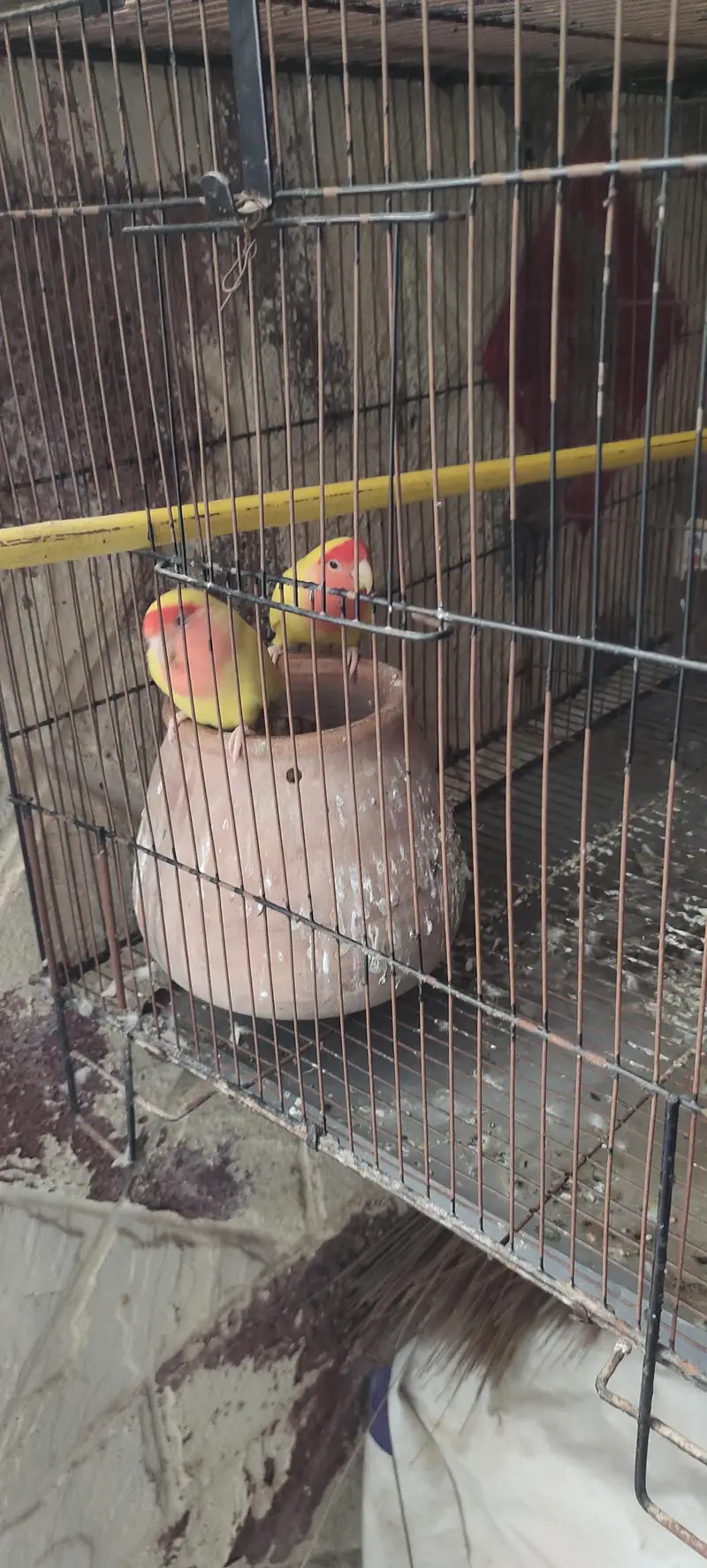beautiful pair with a smart cage — photo 5