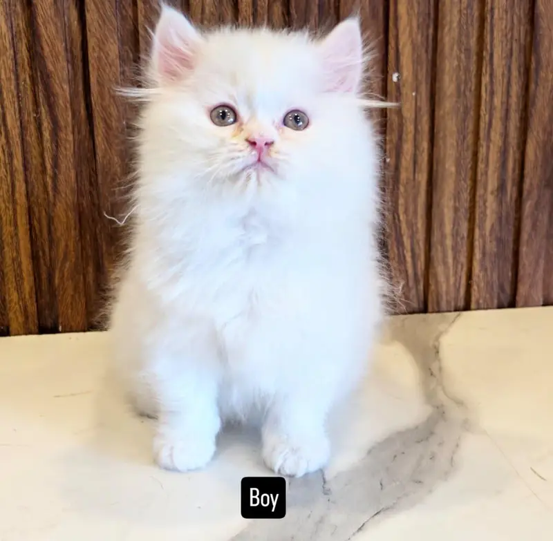 Low Price Kittens/White Persian Kitten/Cats/Male/Female — photo 2