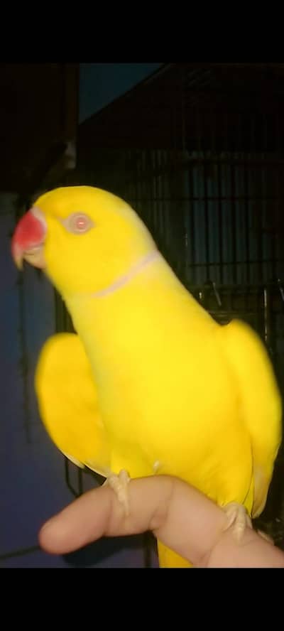 parrot