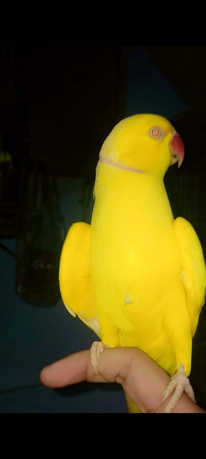 parrot 1