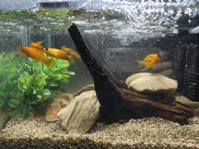 Aquarium with fish