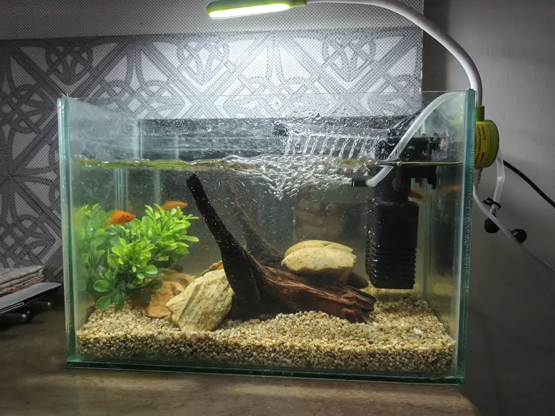 Aquarium with fish — photo 2