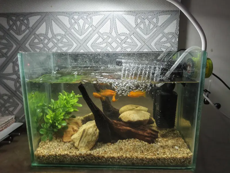 Aquarium with fish — photo 3