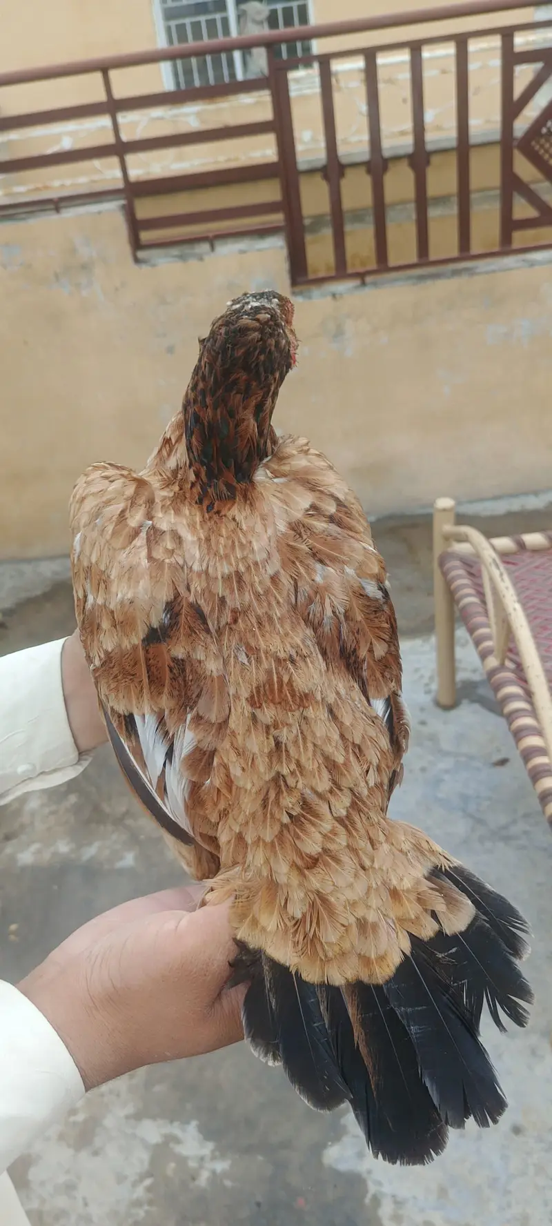 aseel murgi — photo 5