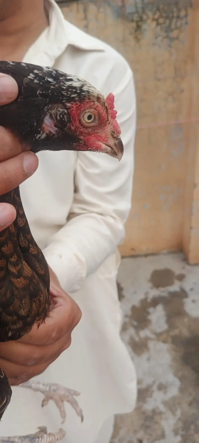 aseel murgi — photo 9